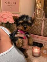 Dior *toy*, a female Yorkshire Terrier for sale in Philadelphia, PA – 1 of 2