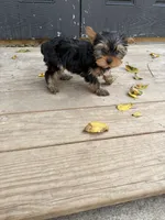 Ellie toy, a female Yorkshire Terrier for sale in Philadelphia, PA – 2 of 7