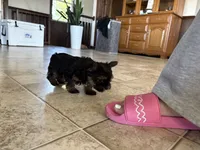 Teacup nylon, a male Yorkshire Terrier for sale in Philadelphia, PA – 2 of 3