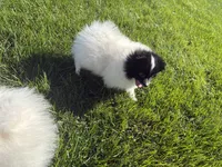 Panda , a female Pomeranian for sale in Philadelphia, PA – 5 of 6
