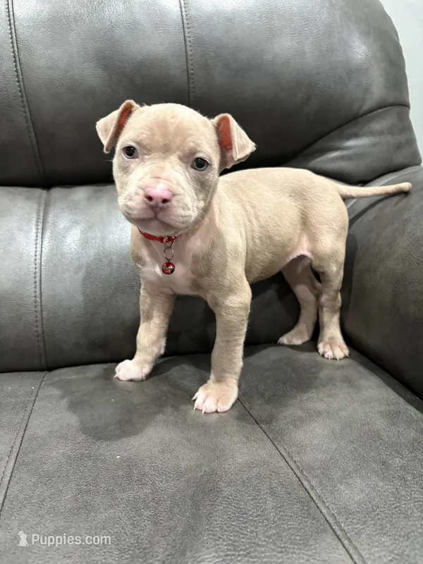 Candy, a female American Pit Bull Terrier for sale in Philadelphia, PA – 1 of 3