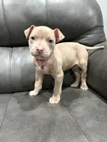 Candy, a female American Pit Bull Terrier for sale in Philadelphia, PA – 1 of 3