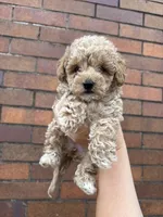 Cindy, a female Poodle - Toy  for sale in Philadelphia, PA – 2 of 4