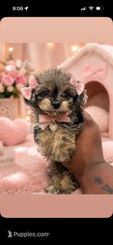 Toy poo – Poodle - Toy  puppy for sale in Philadelphia, PA