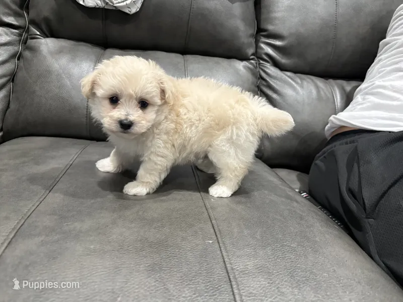 Hunter  – Maltipoo puppy for sale in Philadelphia, PA