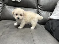 Hunter , a male Maltipoo for sale in Philadelphia, PA – 1 of 3