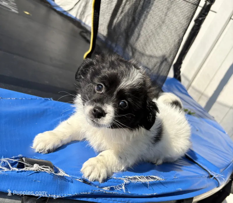 Liam  – Jack Russell Terrier, Shih Tzu puppy for sale in Philadelphia, PA