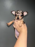 Dulce teacup , a female Chihuahua for sale in Philadelphia, PA – 1 of 2