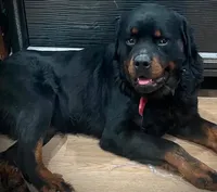 River , a female Rottweiler for sale in Philadelphia, PA – 4 of 5