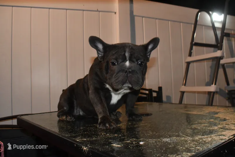 Ropeabella – French Bulldog puppy for sale in Philadelphia, PA