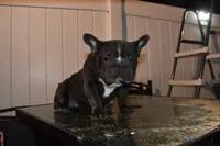 Ropeabella, a female French Bulldog for sale in Philadelphia, PA – 1 of 9