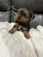 Elias, a female Yorkshire Terrier for sale in Philadelphia, PA – 2 of 2