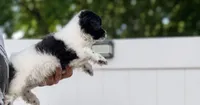 Liam , a male Jack Russell Terrier and Shih Tzu for sale in Philadelphia, PA – 3 of 9
