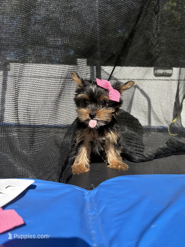 Rora – Yorkshire Terrier puppy for sale in Philadelphia, PA