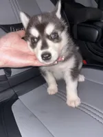 Zoey , a female Siberian Husky for sale in Philadelphia, PA – 4 of 4