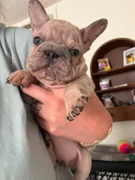 Merle nancy, a female French Bulldog for sale in Philadelphia, PA – 4 of 4