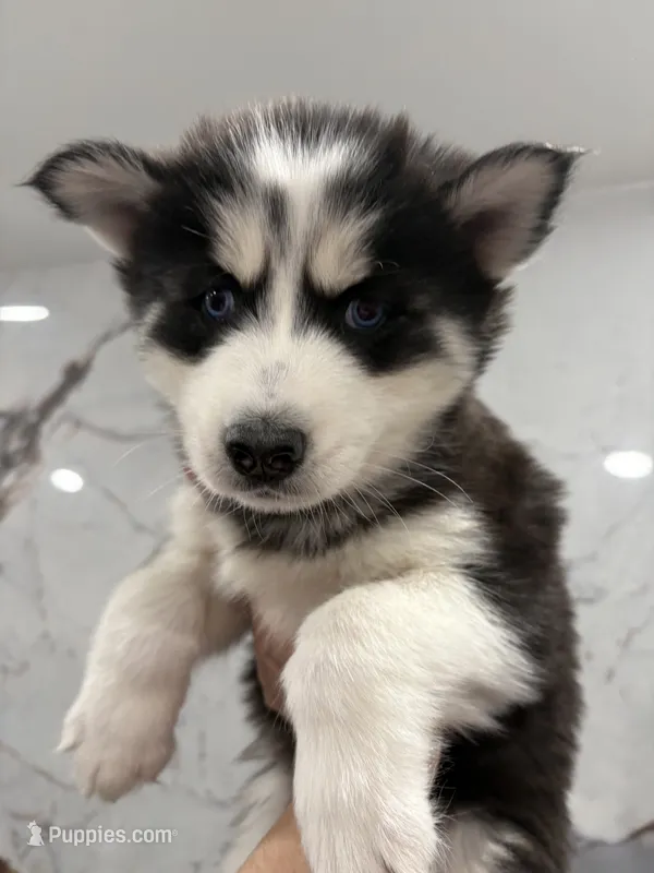 Muncy – Siberian Husky puppy for sale in Philadelphia, PA