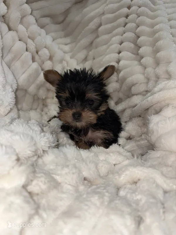 Teacup prissy  – Yorkshire Terrier puppy for sale in Philadelphia, PA