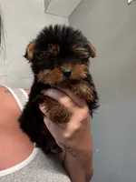 Bear , a male Yorkshire Terrier for sale in Philadelphia, PA – 4 of 4