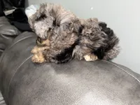 Toy poo, a female Poodle - Toy  for sale in Philadelphia, PA – 6 of 6