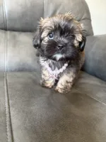 Laly, a female Shih Tzu for sale in Philadelphia, PA – 3 of 3