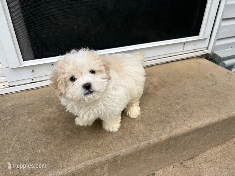 Malshi 2 – Mal Shi puppy for sale in Philadelphia, PA