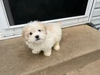 Maltipoo, a male Maltipoo for sale in Philadelphia, PA – 1 of 3