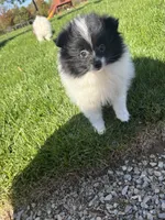 Panda , a female Pomeranian for sale in Philadelphia, PA – 6 of 6
