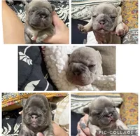 Jalexiiii, a female French Bulldog for sale in Philadelphia, PA – 3 of 4