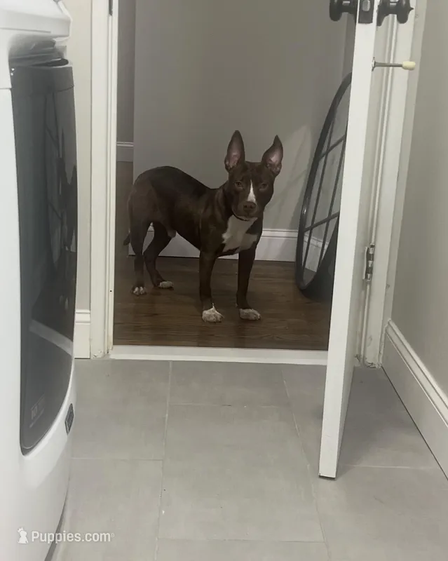 Gunna – Siberian Husky, American Pit Bull Terrier puppy for sale in Philadelphia, PA