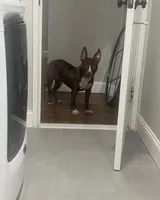 Gunna, a male Siberian Husky and American Pit Bull Terrier for sale in Philadelphia, PA – Photo 1 of 3