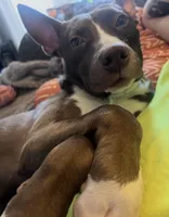 Gunna, a male Siberian Husky and American Pit Bull Terrier for sale in Philadelphia, PA – Photo 2 of 3