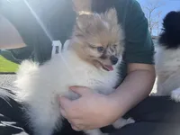 Cash, a male Pomeranian for sale in Philadelphia, PA – 3 of 5