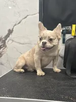 Fluffy, a female French Bulldog for sale in Philadelphia, PA – Photo 1 of 5