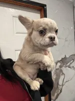 Fluffy, a female French Bulldog for sale in Philadelphia, PA – Photo 2 of 5