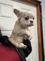 Fluffy, a female French Bulldog for sale in Philadelphia, PA – Photo 4 of 5