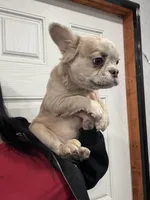 Fluffy, a female French Bulldog for sale in Philadelphia, PA – Photo 5 of 5