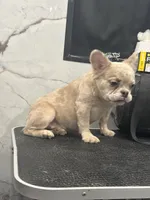 Fluffy, a female French Bulldog for sale in Philadelphia, PA – Photo 3 of 5