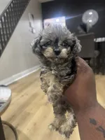 Toy poo, a female Poodle - Toy  for sale in Philadelphia, PA – 3 of 6