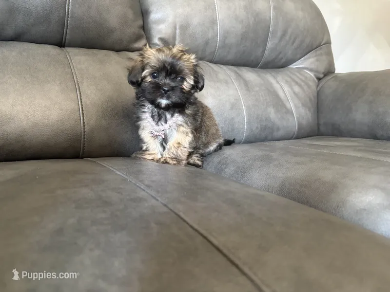 Laly – Shih Tzu puppy for sale in Philadelphia, PA