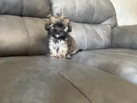 Laly, a female Shih Tzu for sale in Philadelphia, PA – 1 of 3