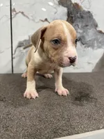 Merle Marley , a male American Bully for sale in Philadelphia, PA – 5 of 6