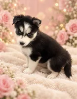 Rora, a female Siberian Husky for sale in Philadelphia, PA – 1 of 1