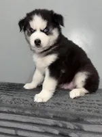 Blueyyyy, a  Siberian Husky for sale in Philadelphia, PA – Photo 3 of 3