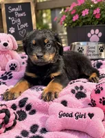 River , a female Rottweiler for sale in Philadelphia, PA – 2 of 7