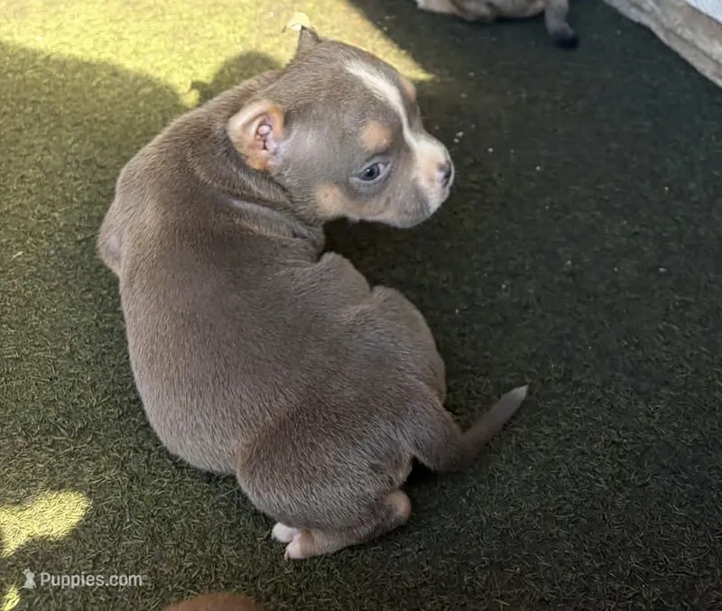 Bully – American Bully puppy for sale in Philadelphia, PA
