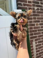 Mister , a female Yorkshire Terrier for sale in Philadelphia, PA – 2 of 3