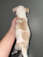 Precious , a female Chihuahua for sale in Philadelphia, PA – 2 of 4