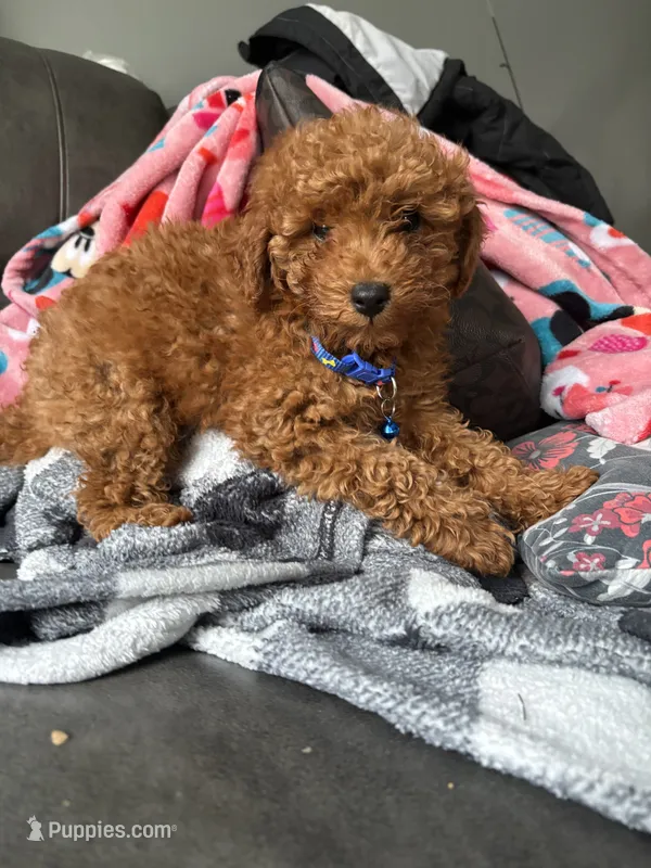Drew – Poodle - Miniature  puppy for sale in Philadelphia, PA