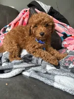 Drew, a male Poodle - Miniature  for sale in Philadelphia, PA – 1 of 3